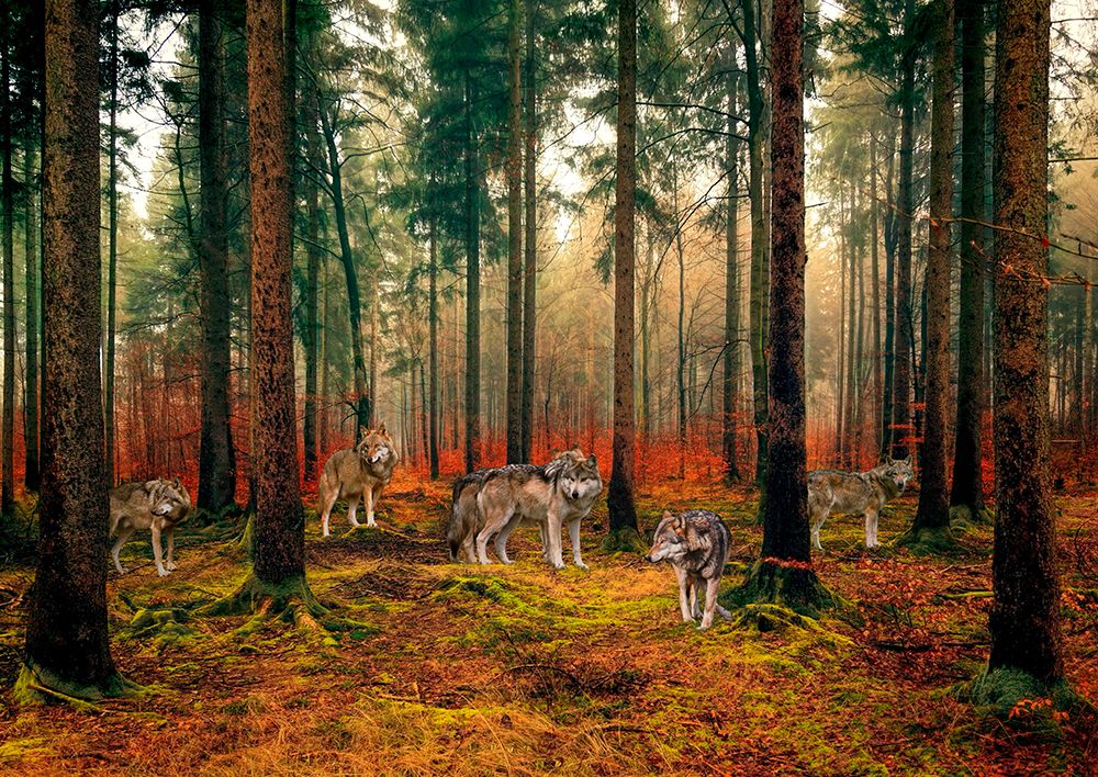 Pack of Wolves in the Woods art print by Pangea Images for $57.95 CAD