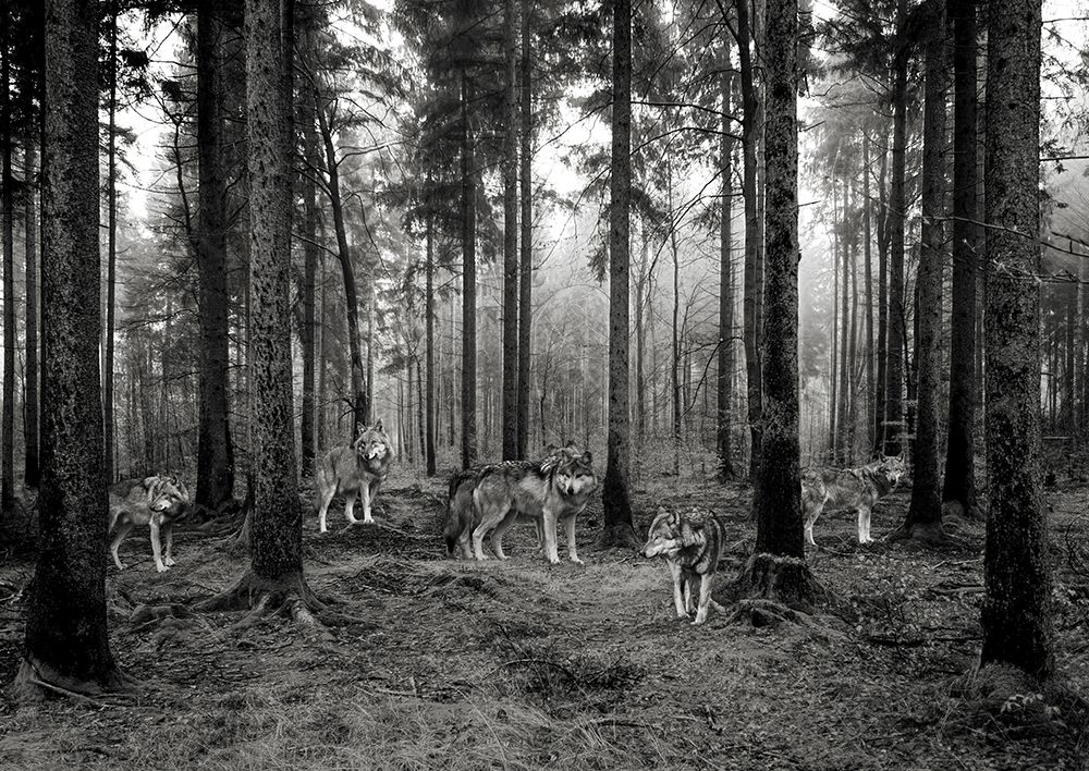 Pack of Wolves in the Woods (BW) art print by Pangea Images for $57.95 CAD