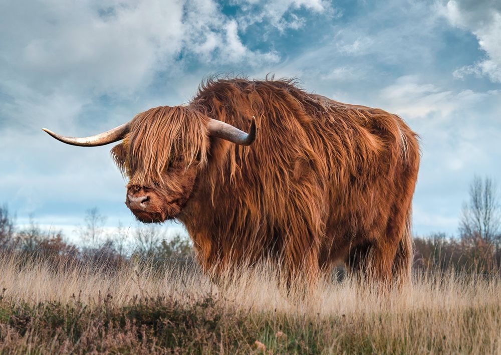 Scottish Highland Bull art print by Pangea Images for $57.95 CAD