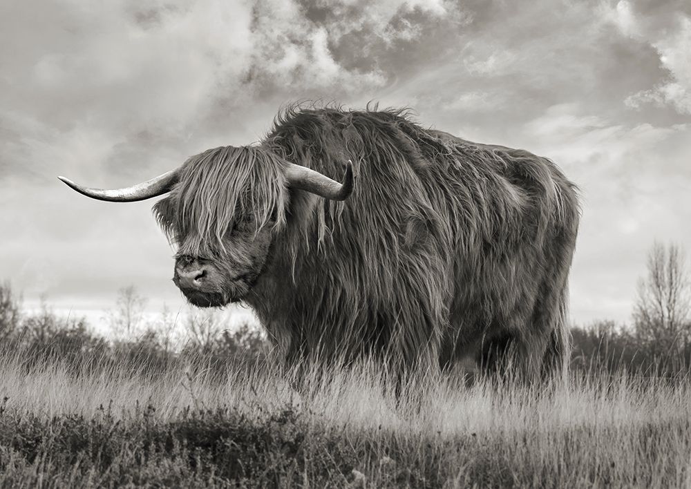 Scottish Highland Bull (BW) art print by Pangea Images for $57.95 CAD