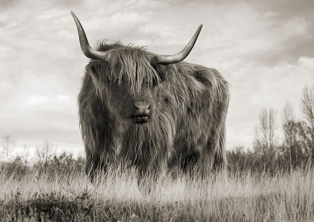 Scottish Highland Cattle (BW) art print by Pangea Images for $57.95 CAD