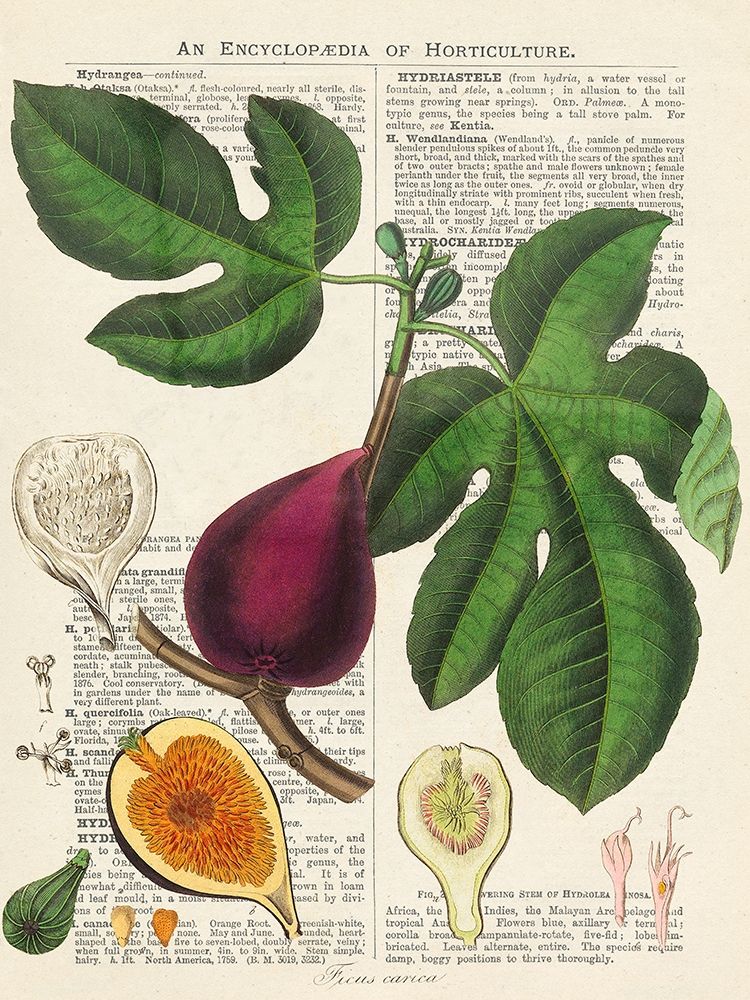 Fruits de saison, Figues art print by Remy Dellal for $57.95 CAD