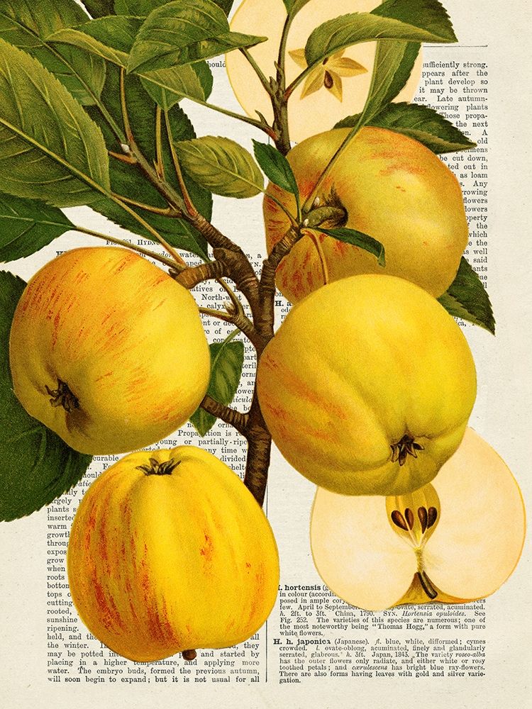 Fruits de saison, Pommes art print by Remy Dellal for $57.95 CAD