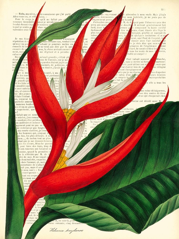 Vintage Botany I art print by Remy Dellal for $57.95 CAD