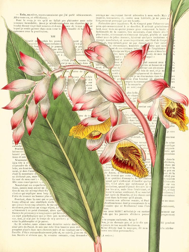Vintage Botany II art print by Remy Dellal for $57.95 CAD
