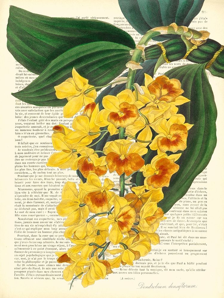 Vintage Botany III art print by Remy Dellal for $57.95 CAD