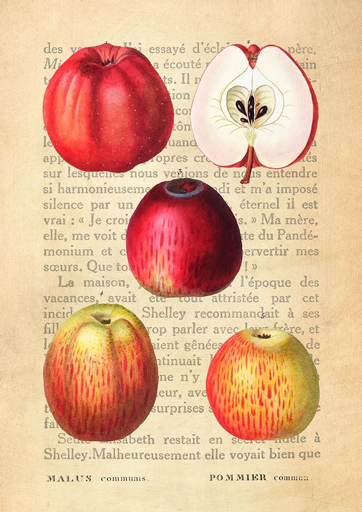 Apple- After Redoute art print by Remy Dellal for $57.95 CAD