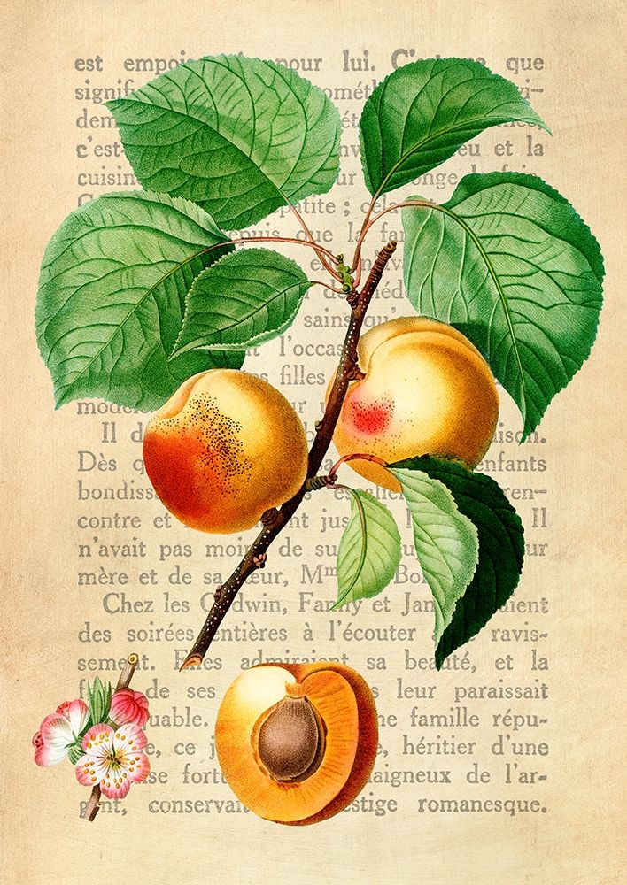 Apricot- After Redoute art print by Remy Dellal for $57.95 CAD