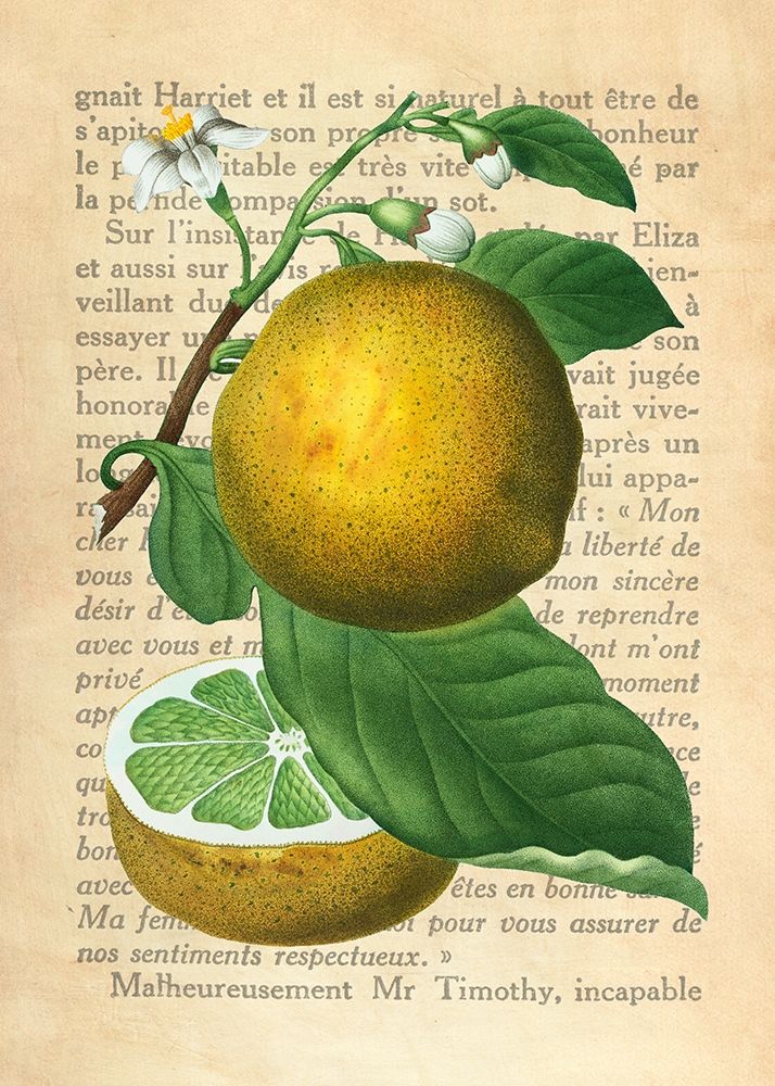 Grapefruit- After Redoute art print by Remy Dellal for $57.95 CAD