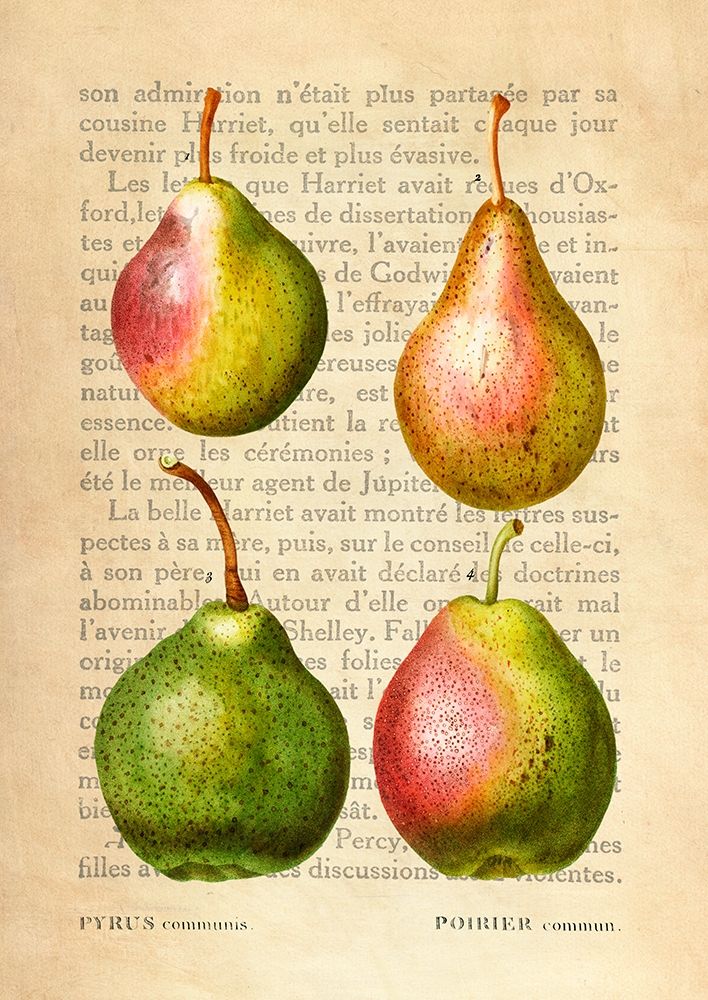 Pears- After Redoute art print by Remy Dellal for $57.95 CAD