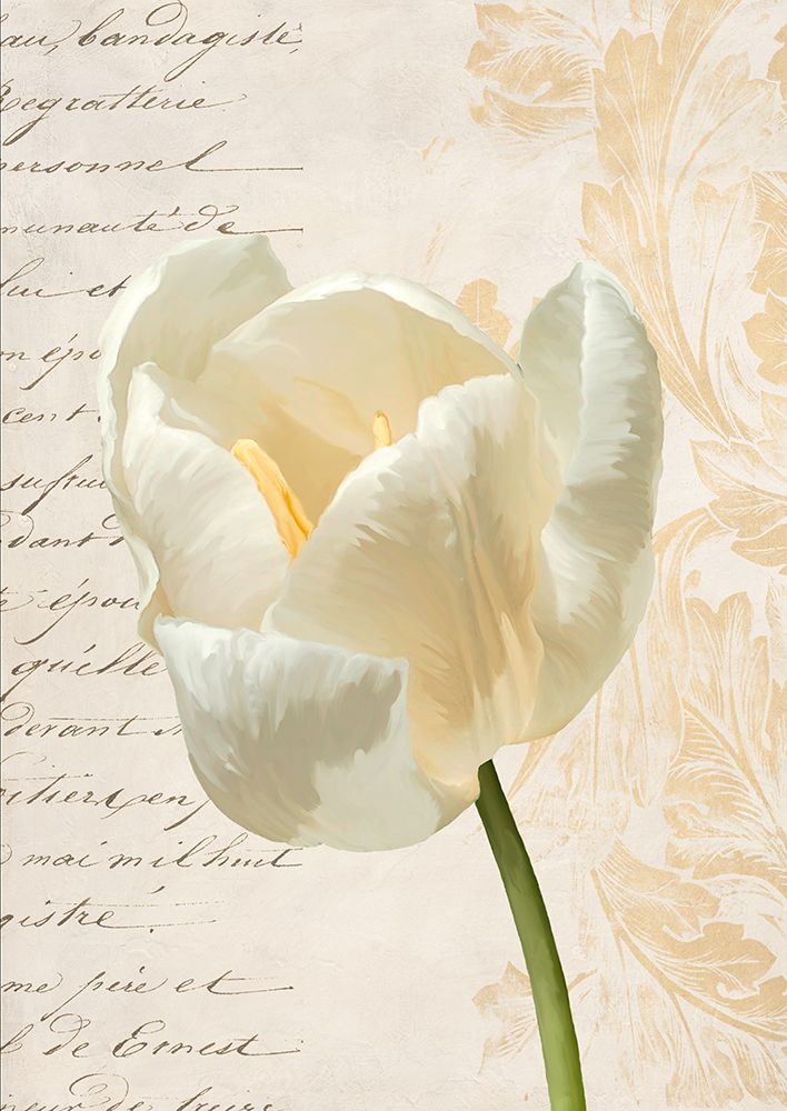 Tulip I art print by Elena Dolci for $57.95 CAD