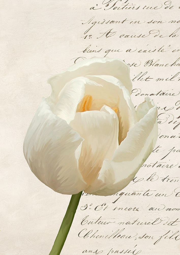 Tulip III art print by Elena Dolci for $57.95 CAD