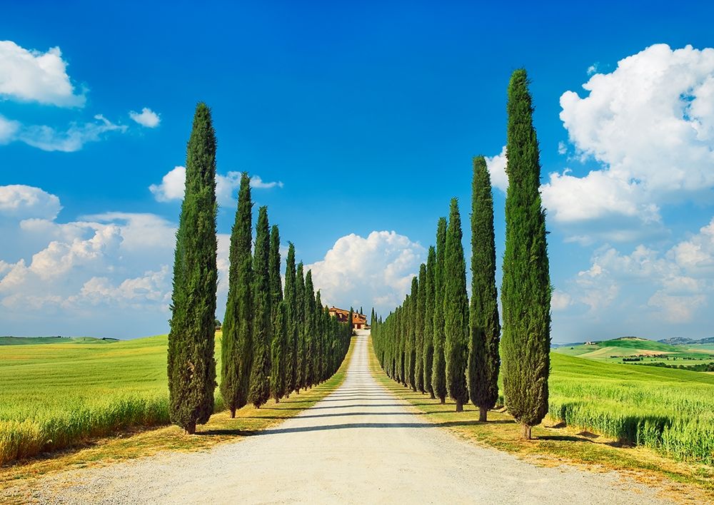 Cypress alley- San Quirico dOrcia- Tuscany art print by Frank Krahmer for $57.95 CAD