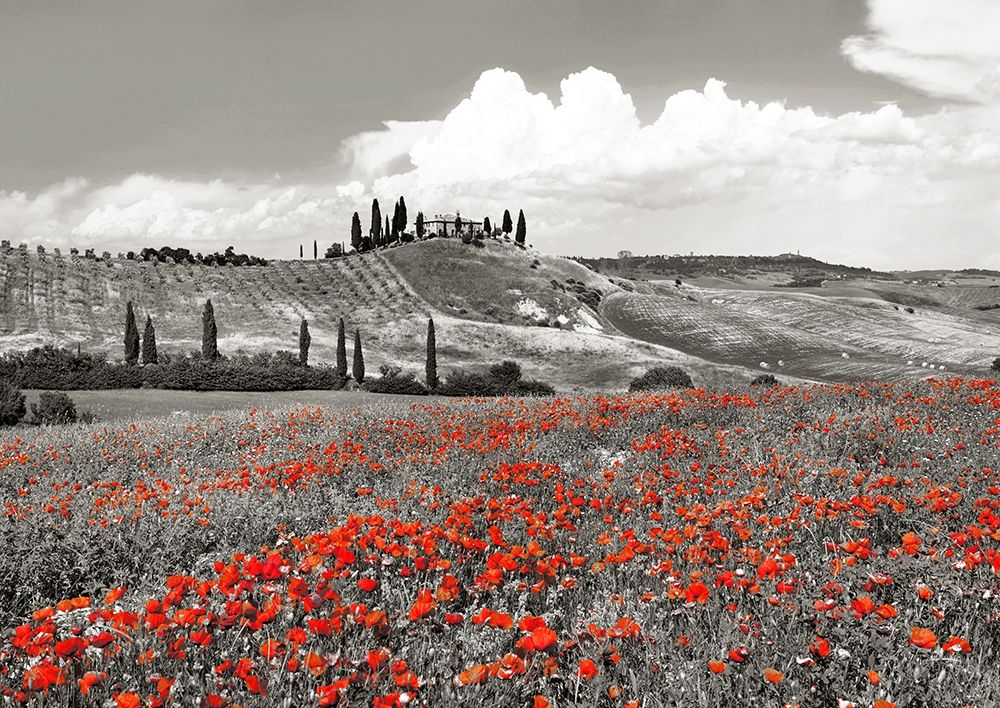 Farmhouse with Cypresses and Poppies- Val dOrcia- Tuscany (BW) art print by Frank Krahmer for $57.95 CAD