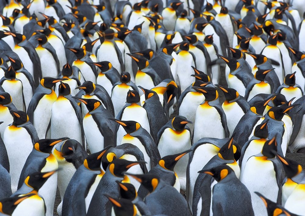 King penguin colony- Antarctica art print by Frank Krahmer for $57.95 CAD