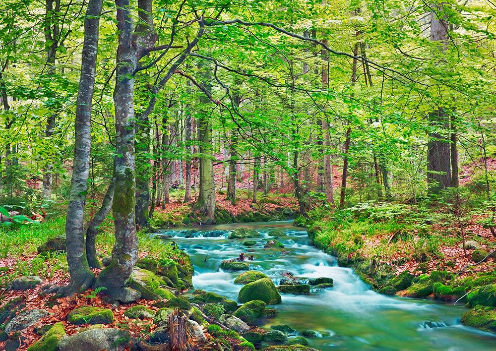Forest brook through beech forest- Bavaria- Germany art print by Frank Krahmer for $57.95 CAD
