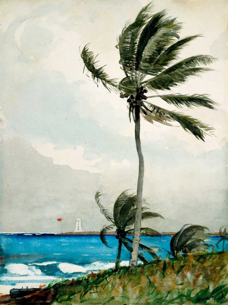 Palm Tree, Nassau art print by Winslow Homer for $57.95 CAD