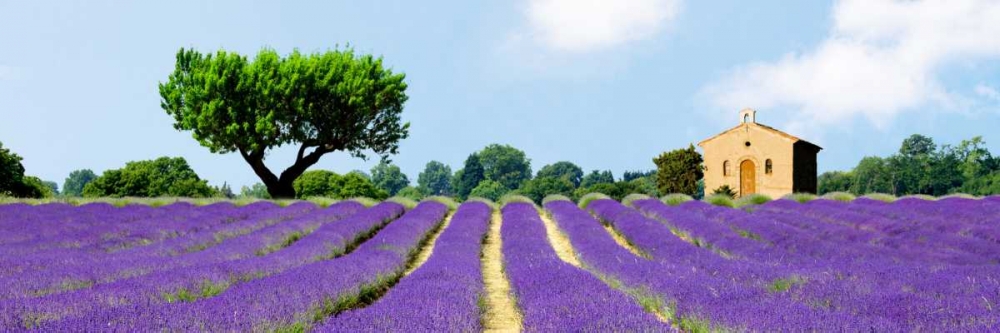 Lavender Fields, France art print by Pangea Images for $57.95 CAD