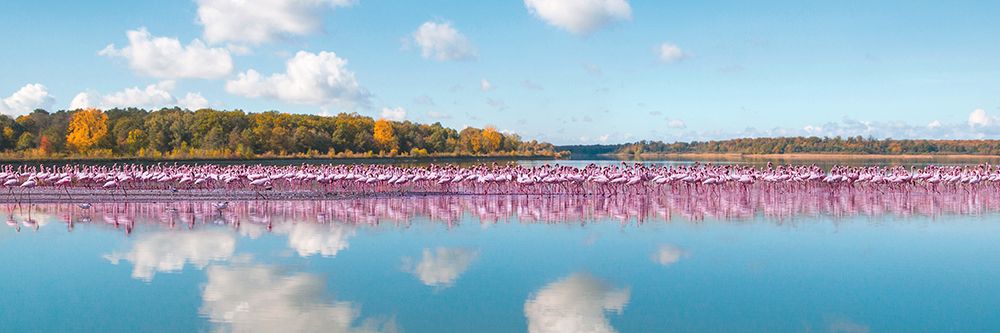 Flamingos Reflection - Camargue - France (detail) art print by Pangea Images for $57.95 CAD