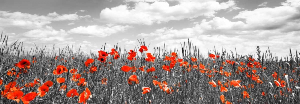 Poppies in corn field, Bavaria, Germany art print by Frank Krahmer for $57.95 CAD