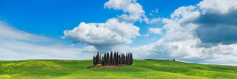 Cypresses- Val dOrcia- Tuscany art print by Frank Krahmer for $57.95 CAD
