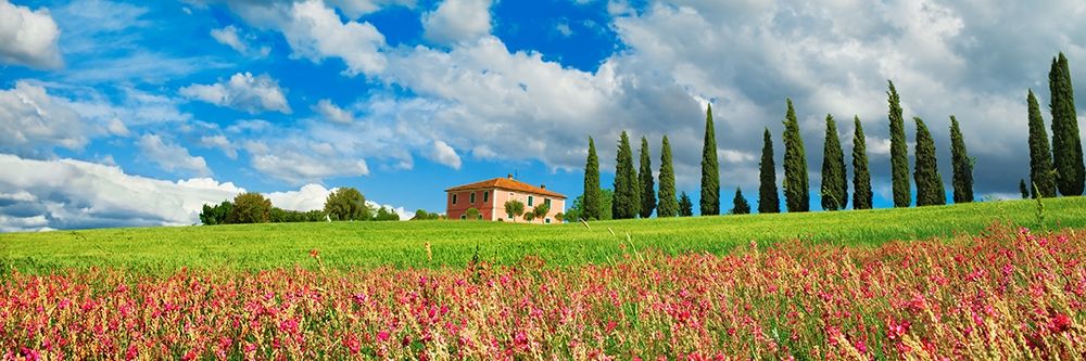 Landscape with cypress alley and sainfoins- San Quirico dOrcia- Tuscany art print by Frank Krahmer for $57.95 CAD