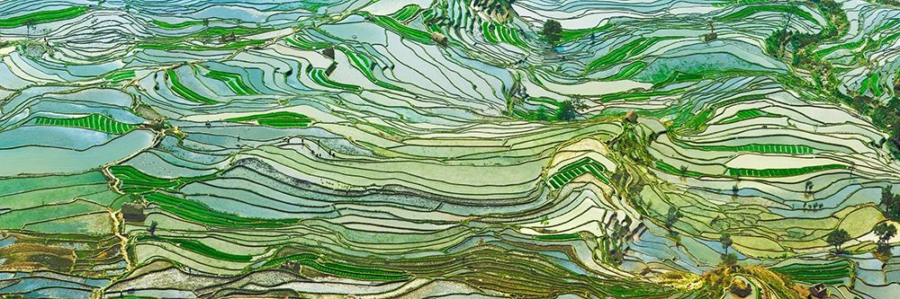 Rice Terraces- Yunnan- China art print by Frank Krahmer for $57.95 CAD