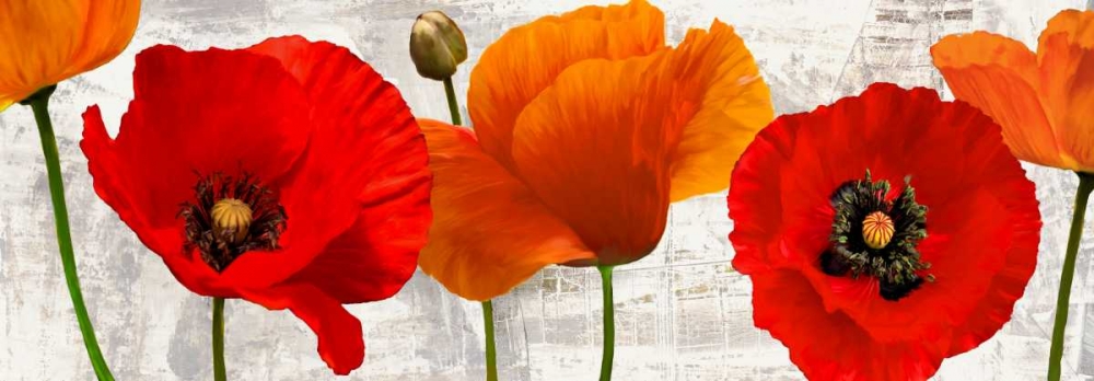 Summer Poppies art print by Jenny Thomlinson for $57.95 CAD