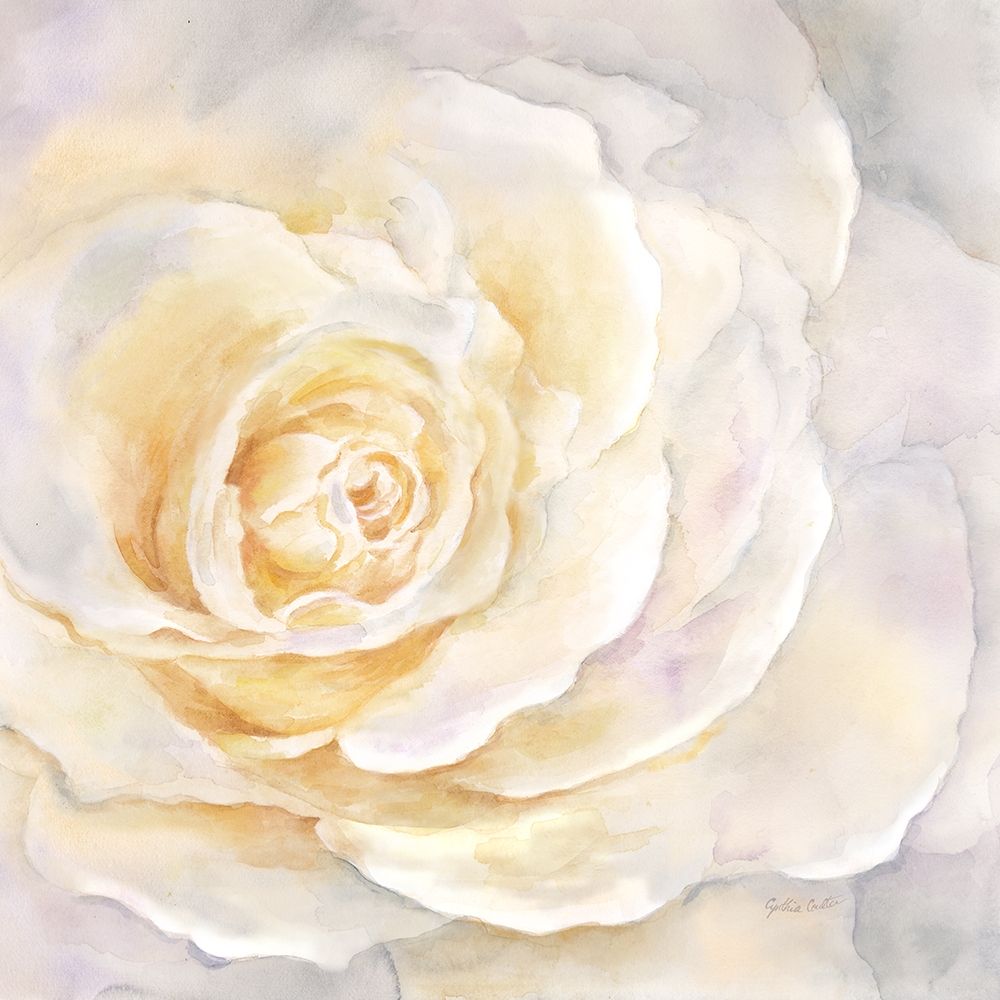Watercolor Rose Closeup II art print by Cynthia Coulter for $57.95 CAD