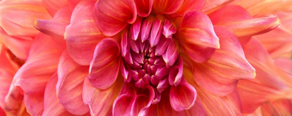 Perfect Dahlia  art print by Susan Michal for $57.95 CAD
