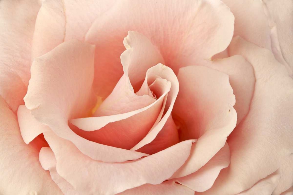 Rosa art print by Susan Michal for $57.95 CAD