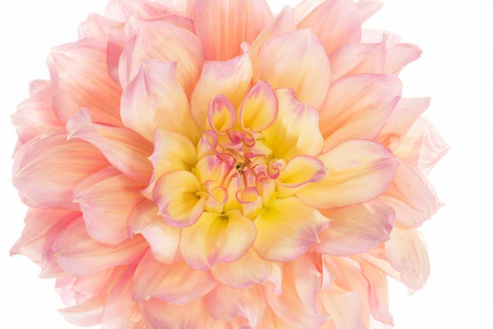 Coral Dahlia art print by Susan Michal for $57.95 CAD