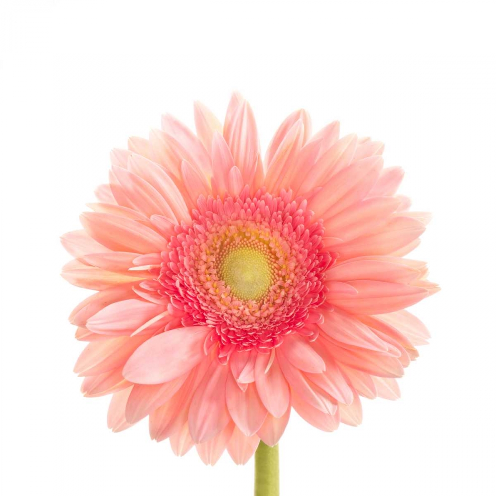 Gerbera Daisy  art print by Susan Michal for $57.95 CAD
