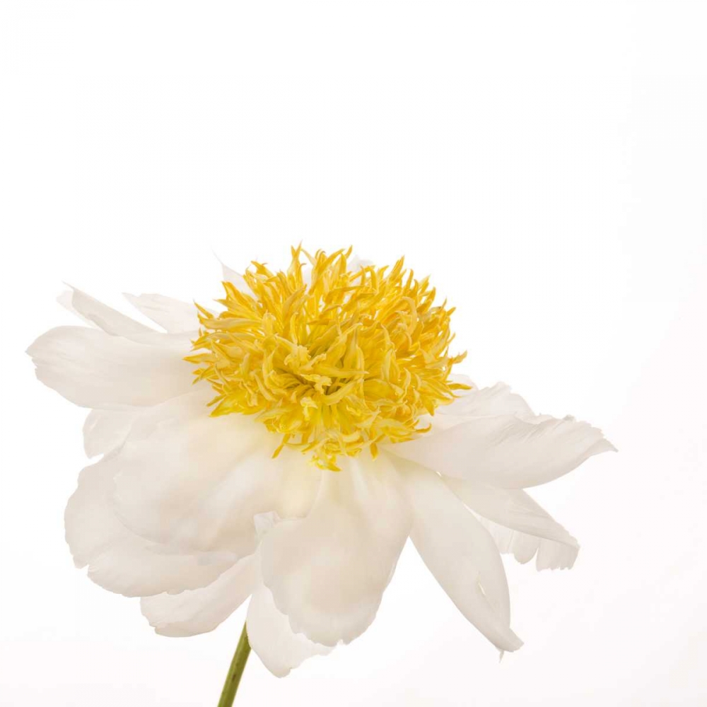 Gold Standard Peony  art print by Susan Michal for $57.95 CAD