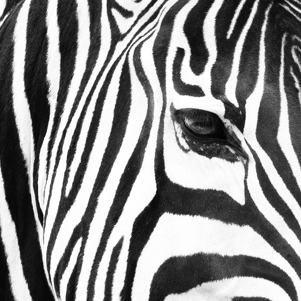 Zebra Up Close art print by Susan Michal for $57.95 CAD