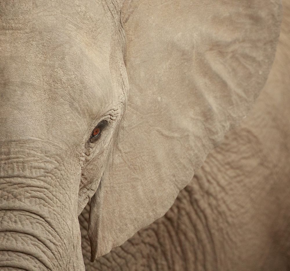 Elephant Up Close art print by Susan Michal for $57.95 CAD