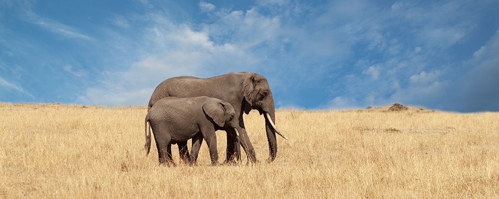 Elephant and her Calf art print by Susan Michal for $57.95 CAD