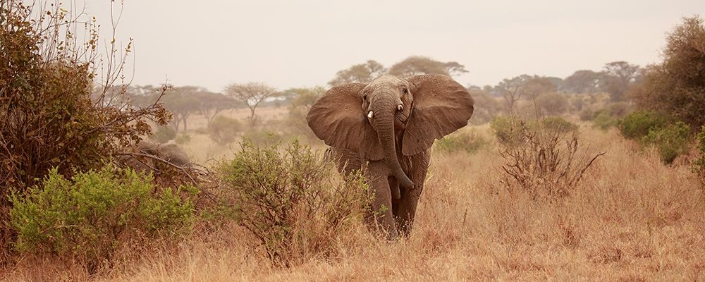 Elephant in the Savannah art print by Susan Michal for $57.95 CAD