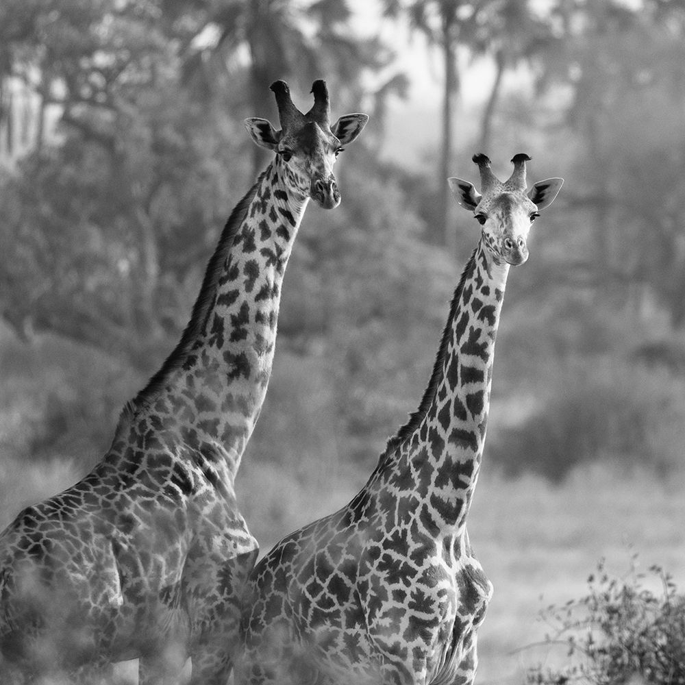 A Pair of Giraffes art print by Susan Michal for $57.95 CAD