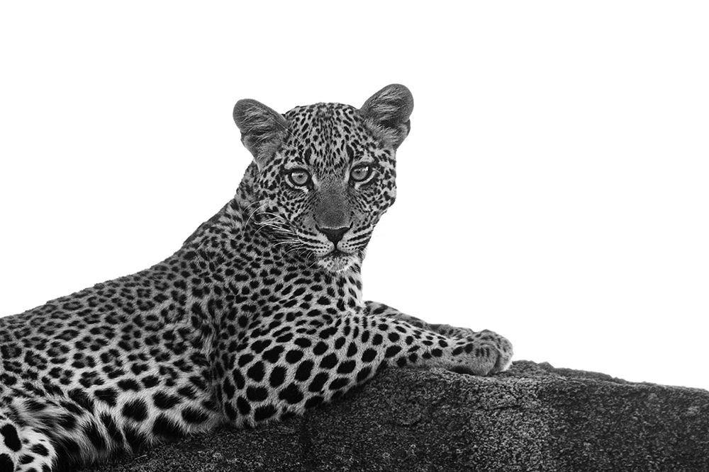 Leopard in Black and White art print by Susan Michal for $57.95 CAD