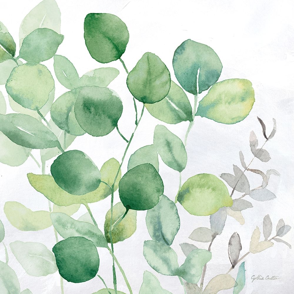 Eucalyptus Leaves II art print by Cynthia Coulter for $57.95 CAD
