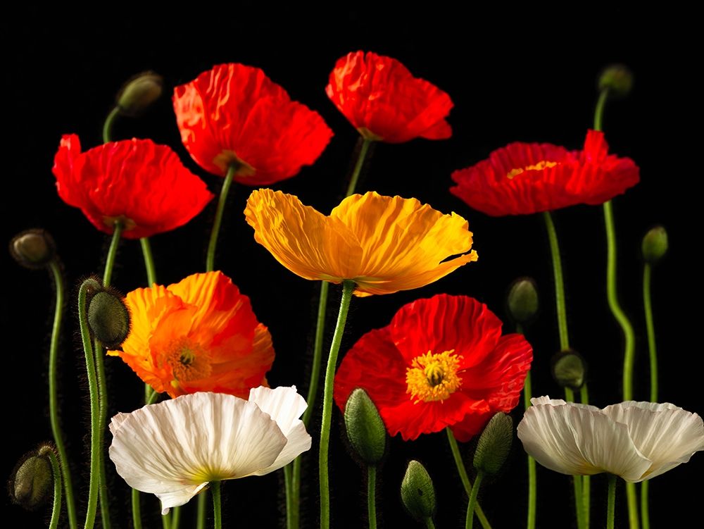 Multicoloured Poppies and buds art print by Assaf Frank for $57.95 CAD