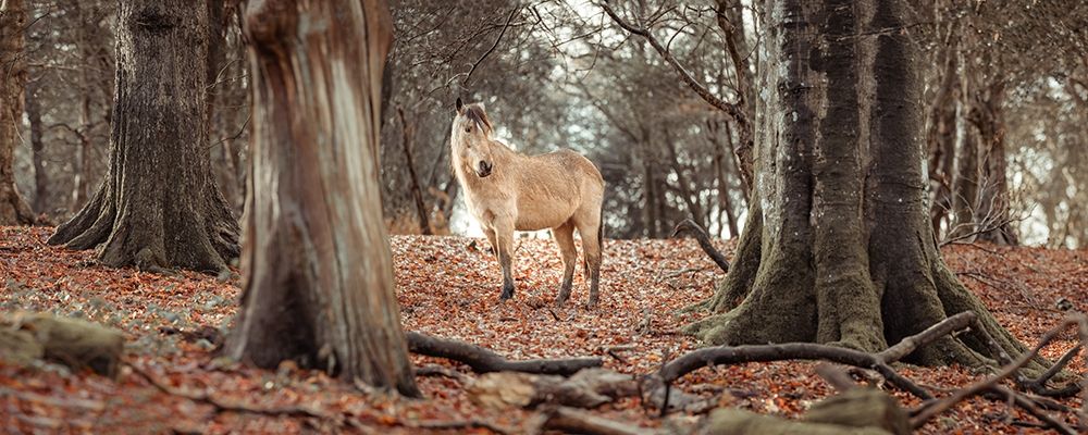 Horse in forest art print by Assaf Frank for $57.95 CAD