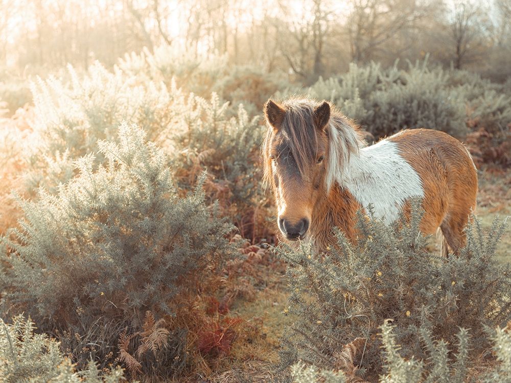 Horse in forest art print by Assaf Frank for $57.95 CAD