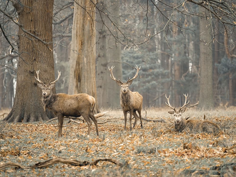 Stags in the forest art print by Assaf Frank for $57.95 CAD