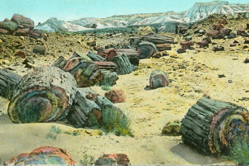Petrified Forest art print by Alan Paul for $57.95 CAD
