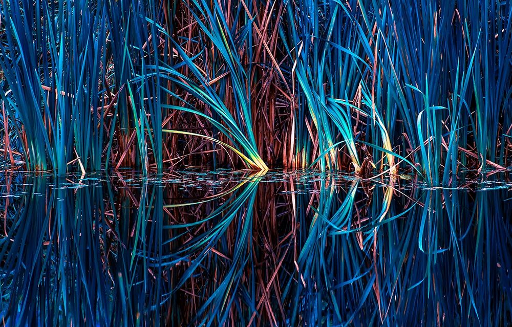 Blue Grass art print by Vladimir Kostka for $57.95 CAD