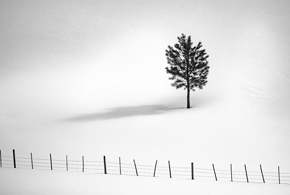 Tree And Fence Bw art print by Vladimir Kostka for $57.95 CAD