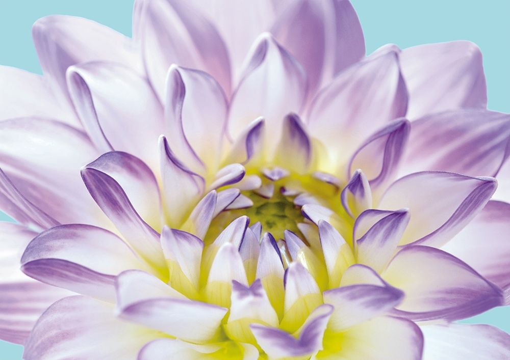 DAHLIA IN TEAL I art print by George Fossey for $57.95 CAD