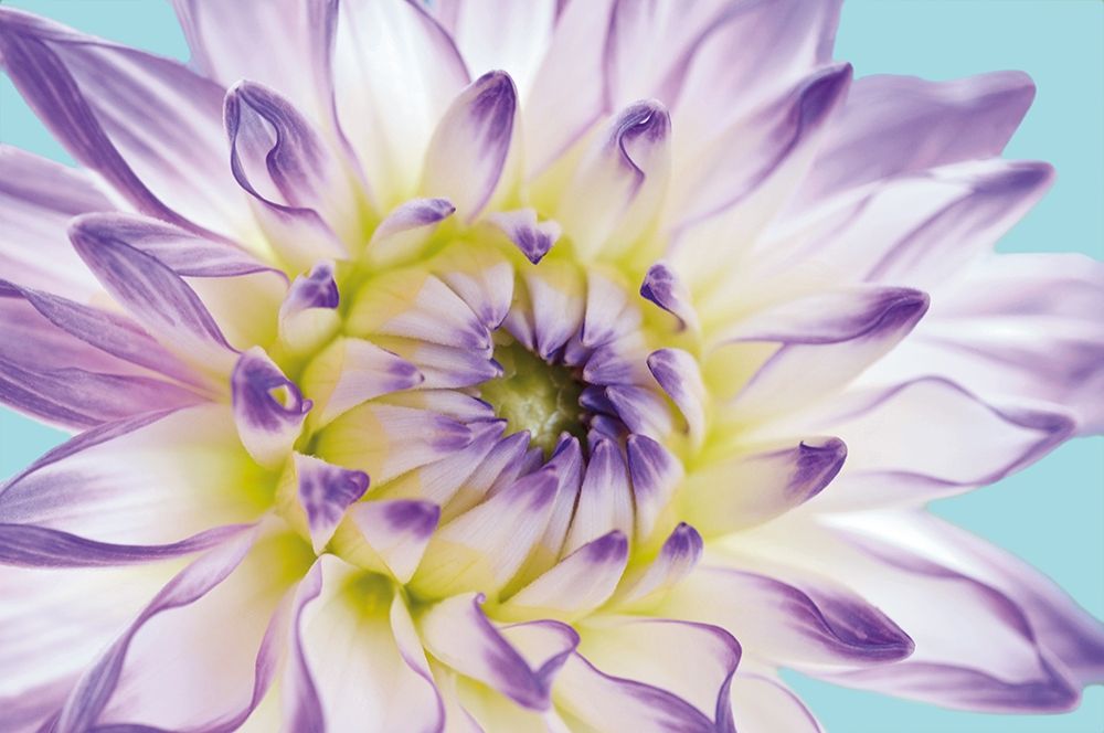 DAHLIA IN TEAL II art print by George Fossey for $57.95 CAD